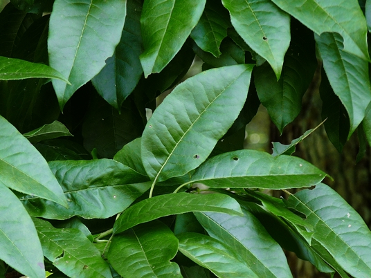 {Oxydendrum arboreum}
